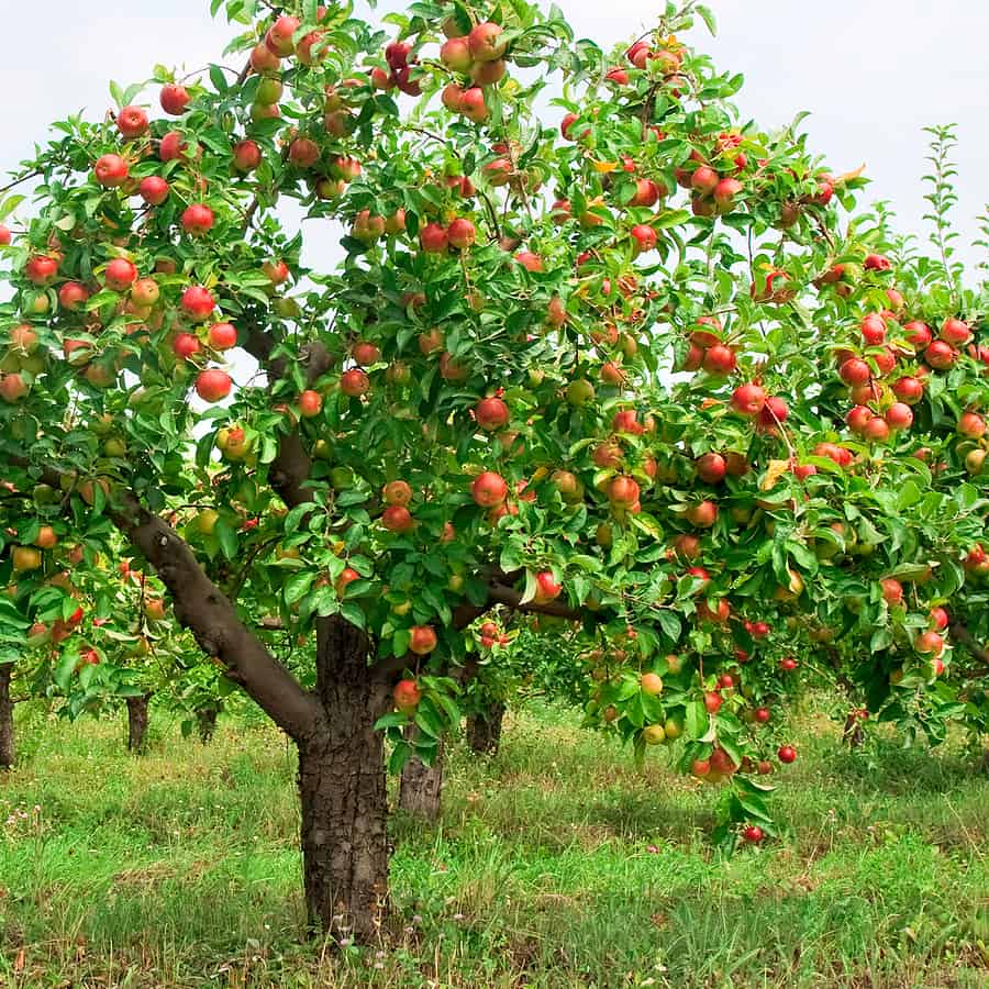 apple tree with fruit